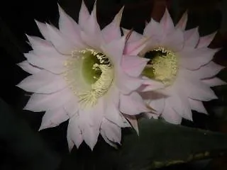 Domus Angularia Anguillara Sabazia